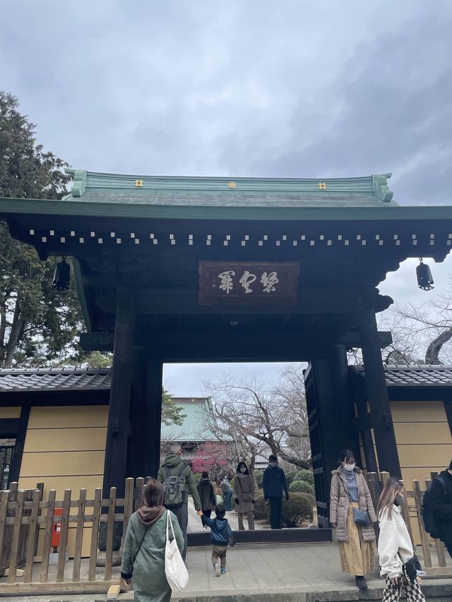🇯🇵東京🫶🏻愛貓之人必去地方🐱❤️豪德寺📸