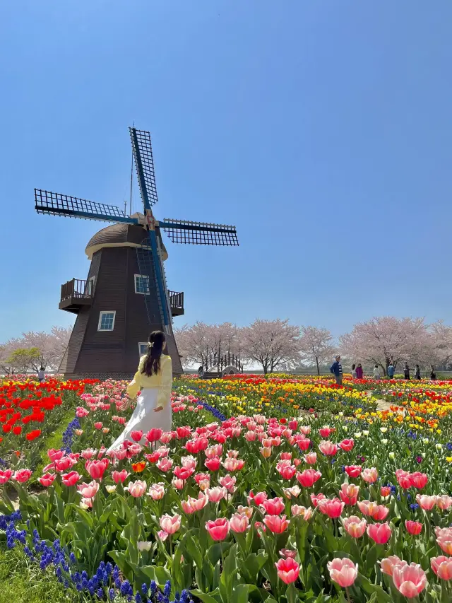 한국 속 네덜란드! 🌷 튤립으로 둘러쌓인 풍차가 너무 예쁜 곳 ‘순천만국가정원’