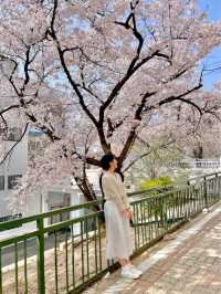 이번 주말 달려가야할 서울 벚꽃 스팟🌸 #정독도서관 