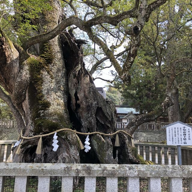 大山祇神社サマ✨