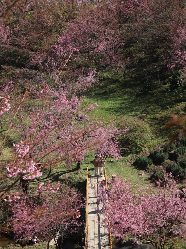 สะพานซากุระ ขุนวาง เชียงใหม่🏕️🗻🌸