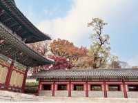 🍁 Seoul Beautiful in Fall 🍁