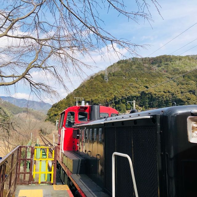 3月的嵐山嵯峨野火車 鐵路風情