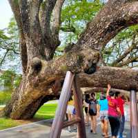 Amazing tree in Heritage garden in Malaysia!