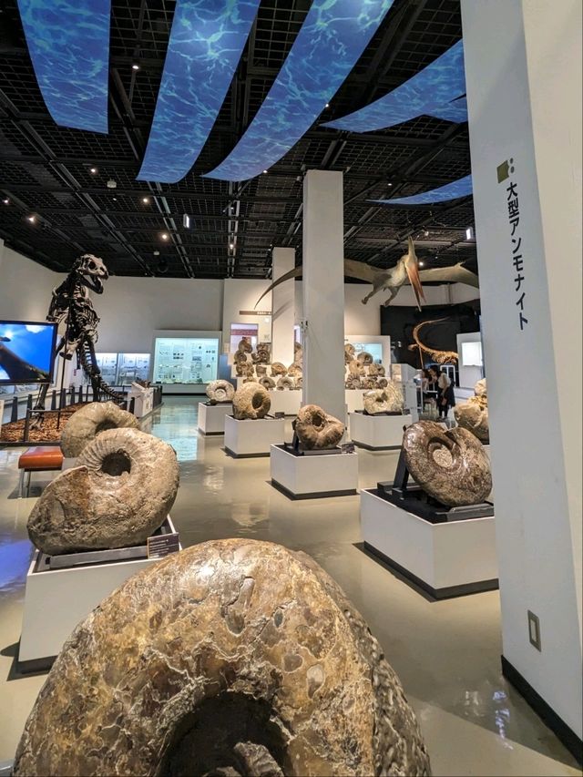 【北海道三笠】アンモナイトが沢山いる博物館