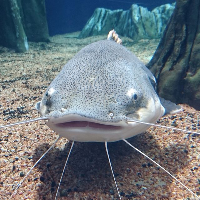 【海の世界】空飛ぶペンギン！サンシャイン水族館