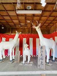 【愛知県/砥鹿神社】可愛い鹿のファミリーがいる神社