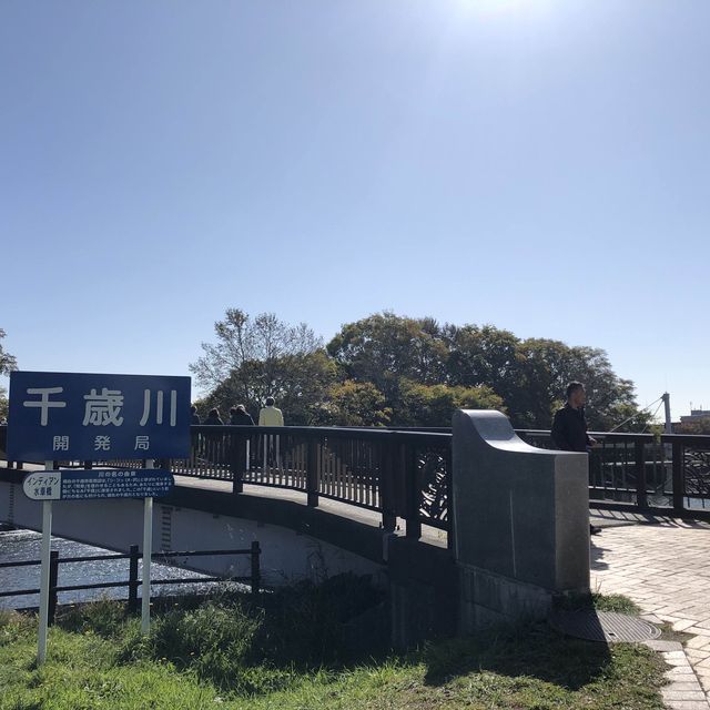 絶景！！🐟鮭の遡上🐟北海道ちとせ川