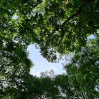 도심 속 자연을 즐기기 좋은 양재 시민의 숲 🌳