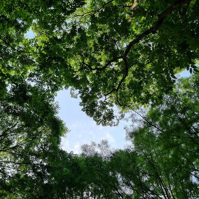 도심 속 자연을 즐기기 좋은 양재 시민의 숲 🌳