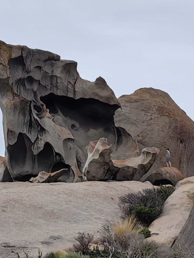 🏝️🦘🐨🦭阿德萊德袋鼠島～動物王國🏝️🦘🐨🦭