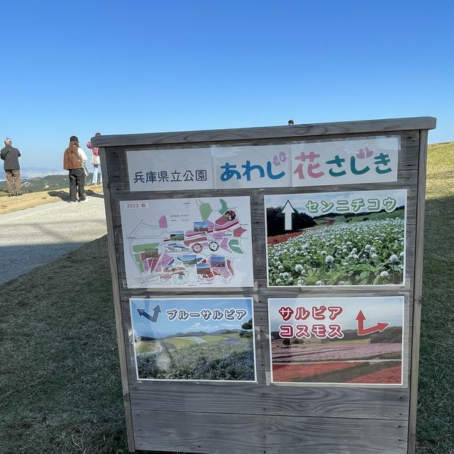 【ペットとお出かけ】コスモス畑が広がる秋の「あわじ花さじき」へ