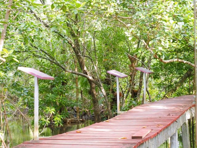 🌿 พาเดินชมเส้นทางธรรมชาติป่าโกงกาง