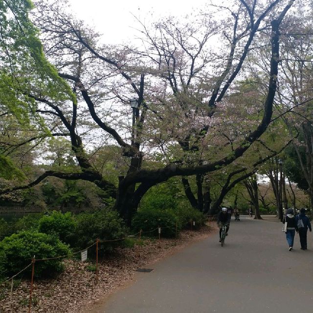 井之頭恩賜公園賞櫻參拜遊湖🌸🚣‍♀️