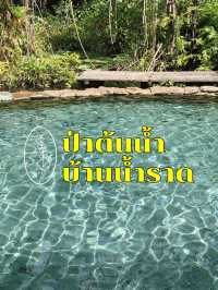 ป่าต้นน้ำ อันซีนสุราษฎร์ธานี ที่ห้ามพลาด ✨