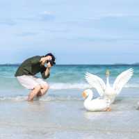 น้อนนห่าน ซุปตาร์หาดเทียน เกาะล้าน