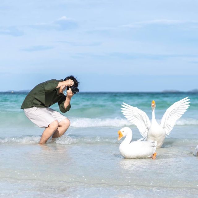 น้อนนห่าน ซุปตาร์หาดเทียน เกาะล้าน