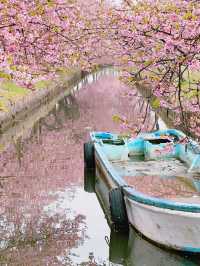 笠松河津桜ロード