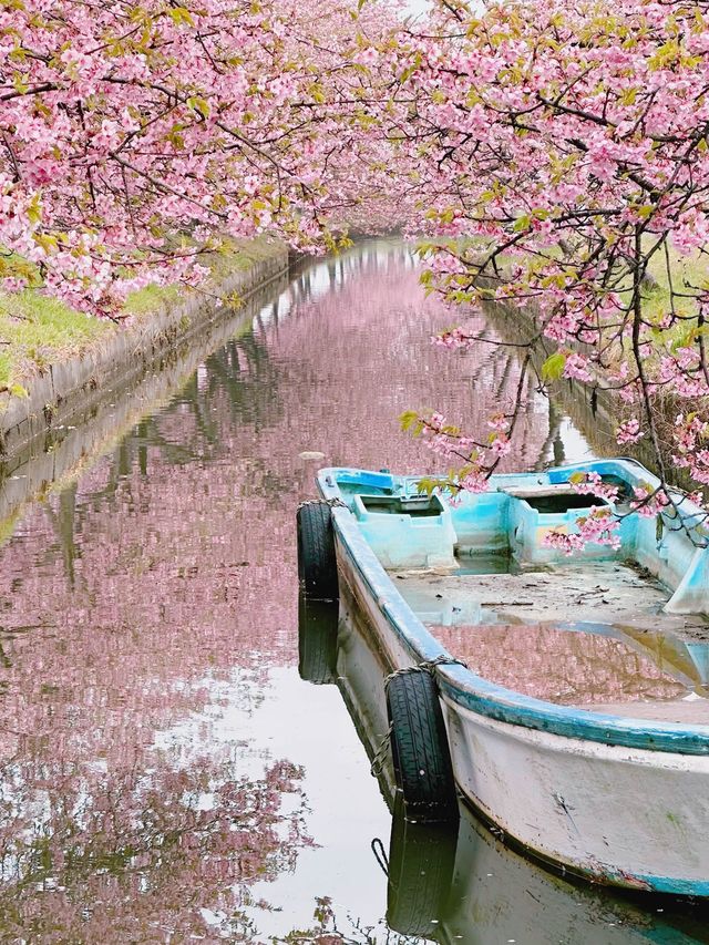 笠松河津桜ロード
