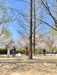 수원 벚꽃명소 🌸만석공원🌸
