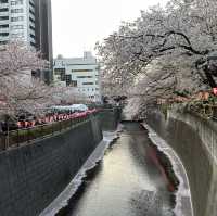 【東京】中目黒の桜並木