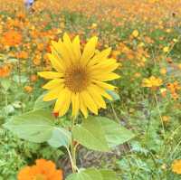 양산 인생샷 명소 황산공원 너무 예뻐 ♥ 꽃 천국!