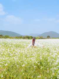 🌸꽃의 성지가 될 제주 여행지 [보롬왓]🌿