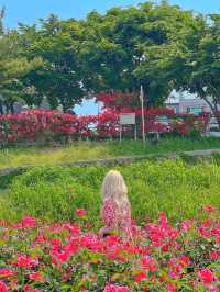 장미꽃축제 안가볼 수 없죠?