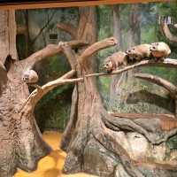 韓國😍愛寶樂園🐒介紹有咩動物睇🐯