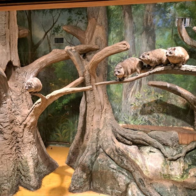 韓國😍愛寶樂園🐒介紹有咩動物睇🐯
