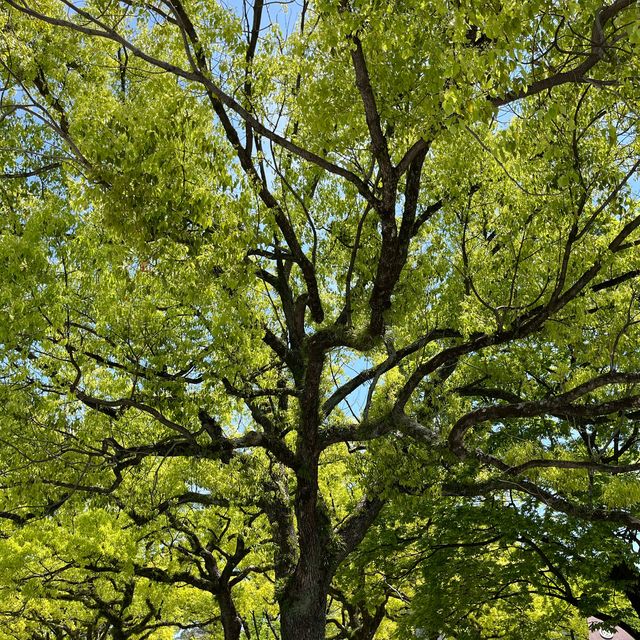 Hiroshima downtown vibe in spring