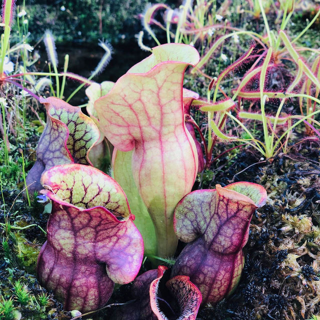 荷蘭🇳🇱 Hortus botanicus Leiden萊頓植物園🌵🪴室內篇
