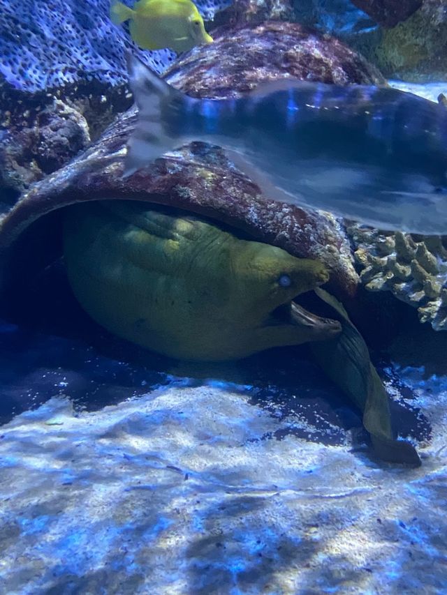 SEA LIFE Arizona Aquarium 🦈✨