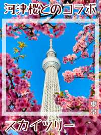 【東京都/スカイツリー】河津桜とのコラボ