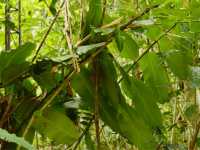 Exploring the Tarsier Sanctuary in Bohol