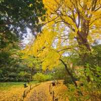 Fall colour foliage at Sankeien