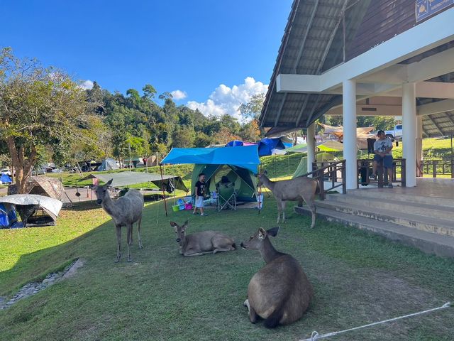 ⛺️นอนเต๊นท์ดูน้องกวาง🦌ที่ เขาใหญ่