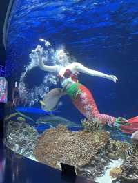 겨울 실내데이트 코스로 강추하는 아쿠아플라넷 광교🐬