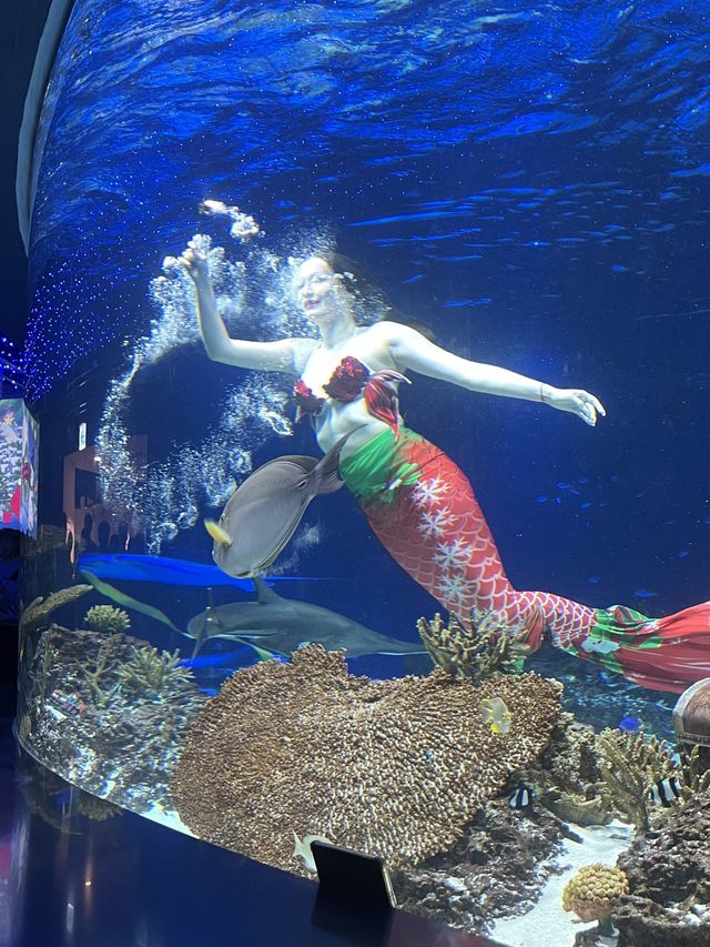 겨울 실내데이트 코스로 강추하는 아쿠아플라넷 광교🐬