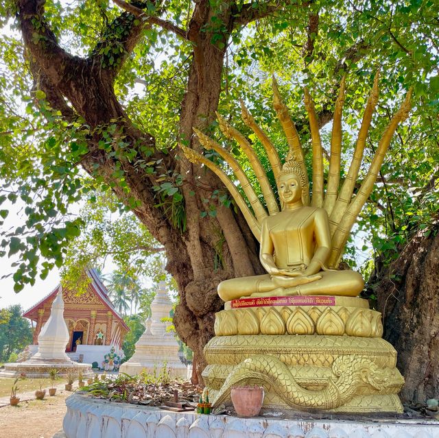 Aham Reverie: Timeless Tranquility Beckons