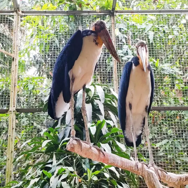 Ragunan Zoo