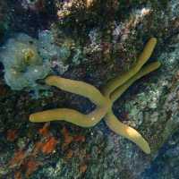 Iboih, Aceh snorkeling.. moment to joy