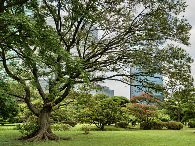 A park in the busy city of Tokyo