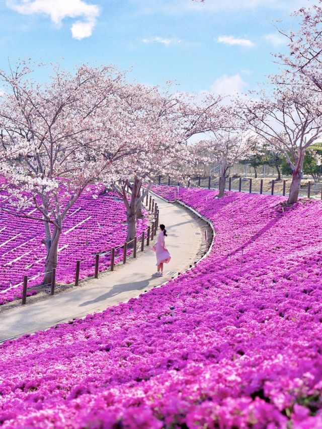 【茨城県】桜と芝桜のコラボレーションスポット