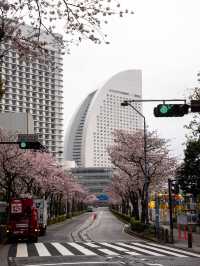 【春の横浜もおすすめ！✨】神奈川県で見れるおすすめの桜スポット！🌸