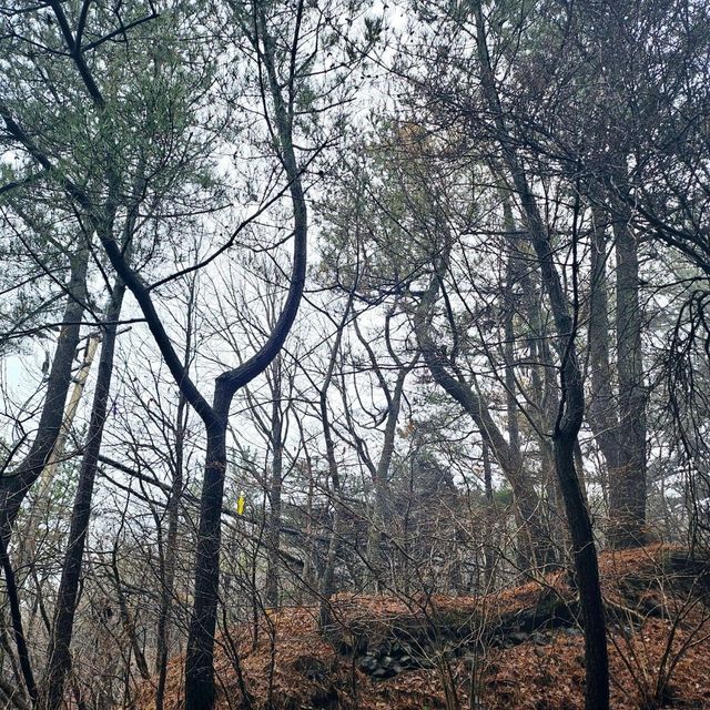 안개가 자욱한 날의 옥마산⛰️