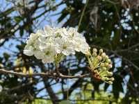 香港好去處 | 香港濕地公園 | 一月賞紅葉 | 二月賞李花