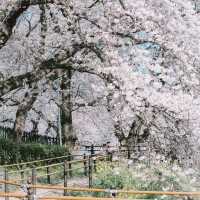 【埼玉】圧巻！1kmの桜並木🌸「県営権現堂公園」