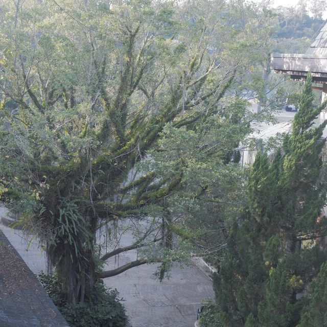 深圳最美湖邊酒店：天鵝湖+歐洲小屋 