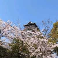 広島城の桜